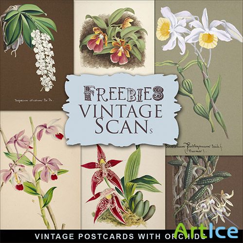 Scrap-kit - Vintage Postcards With Orchids 5