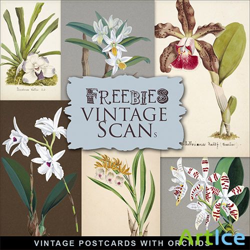 Scrap-kit - Vintage Postcards With Orchids 6