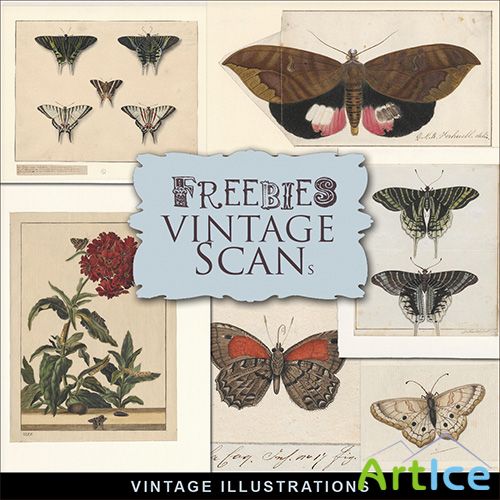 Scrap-kit - Vintage Illustrations - Butterflies