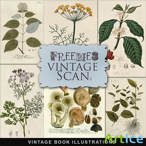 Scrap-kit - Vintage Botany Illustrations 2013 - 3
