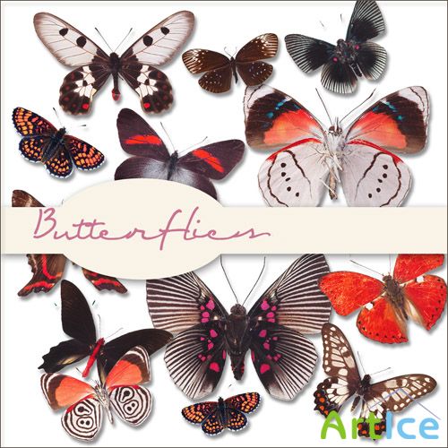 Scrap Set - Butterflies 2  PNG Files
