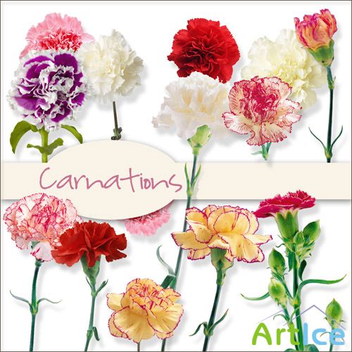 Scrap Set - Carnations PNG Files