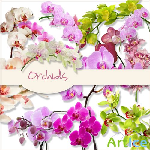 Scrap Kit - Orchids PNG Files