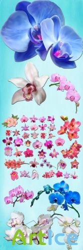 Beautiful Orchids PNG Files