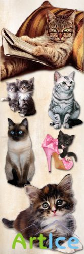 Cats and Kittens PNG and JPG Files