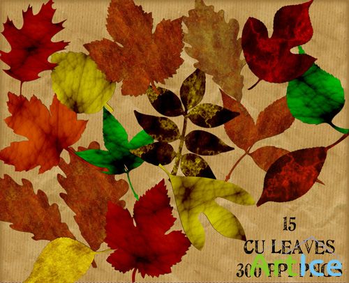 15 Leaves PNG Files