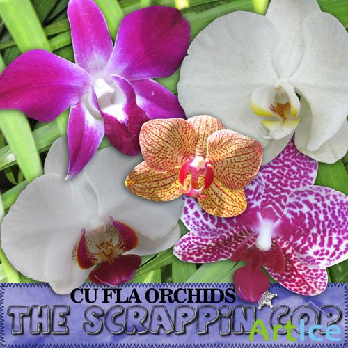 Fla Orchids PNG Files