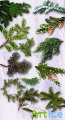 Conifer Branches PNG Files