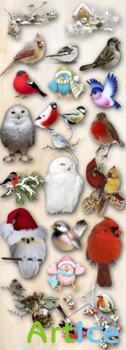 Winter Birds PNG Files