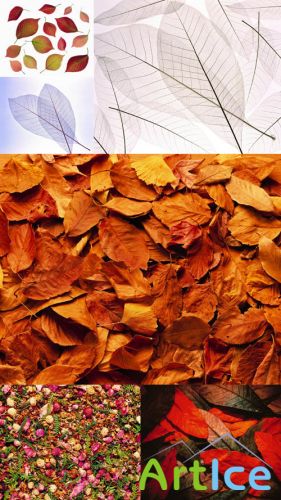 Dry Leaves Textures JPG Files