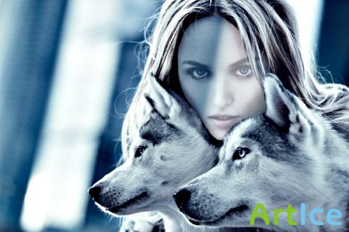 Фотосессия с двумя красивыми волками - женский шаблон