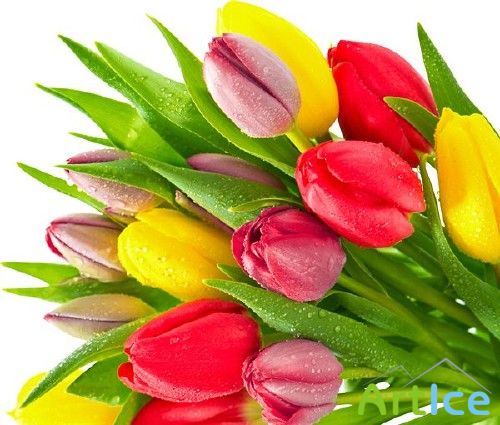 Тюльпаны (мега подборка цветов)