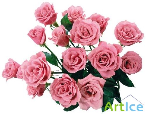 Розы разноцветные (мега подборка цветов)
