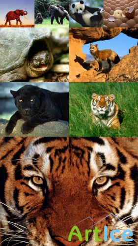 World of Beautiful Animals Wallpapers Set 7