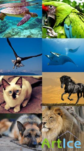 World of Beautiful Animals Wallpapers Set 8