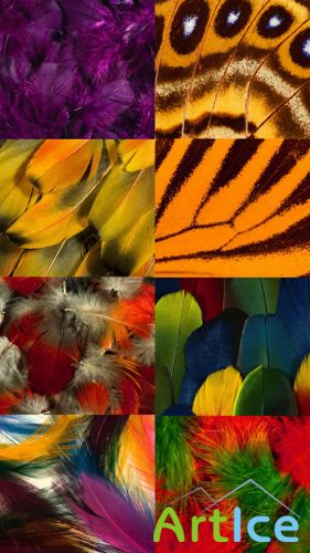 Varied Textures Wings of Birds and Butterflies Set 2