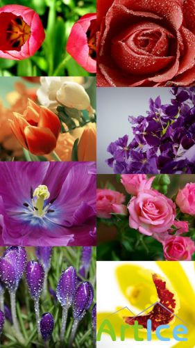 Beautiful Flowers Wallpapers Set 2