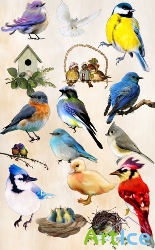 Birds PNG Files