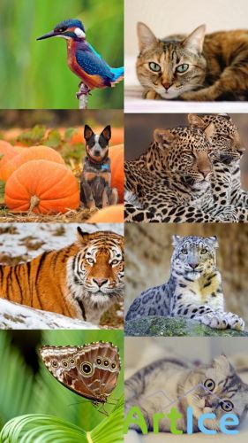 World of Beautiful Animals Wallpapers Set 34