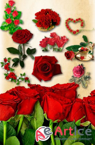 Red Roses PNG Files