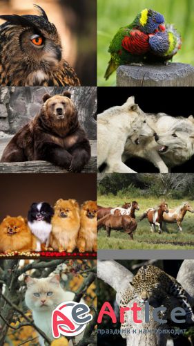 World of Beautiful Animals Wallpapers Set 38