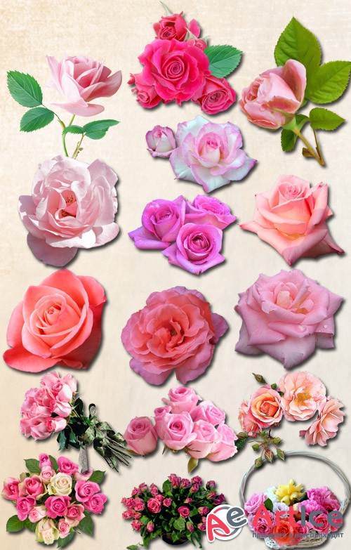 Exciting Pink Rose Set 1 PNG Files