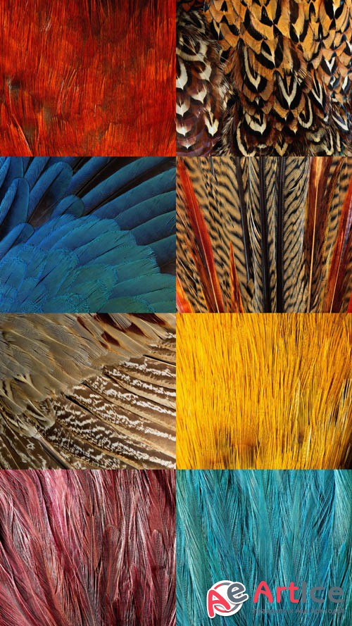 Feather Textures JPG Files