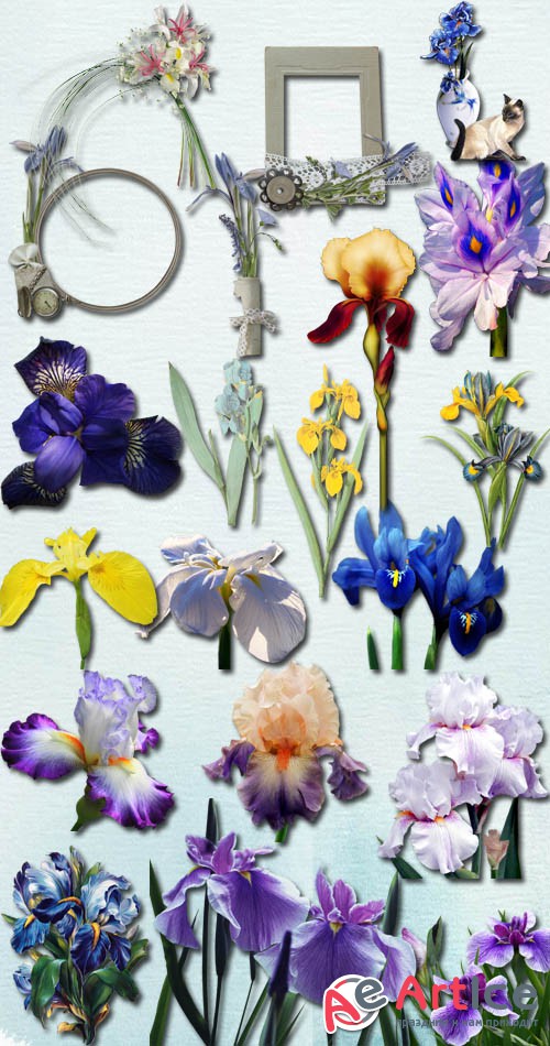 Gorgeous Iris PNG Files