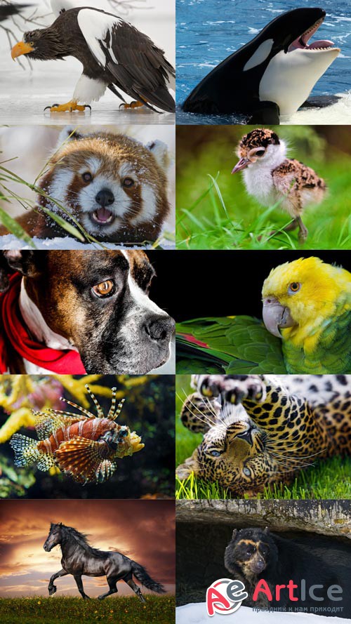 World of Beautiful Animals Wallpapers Set 41