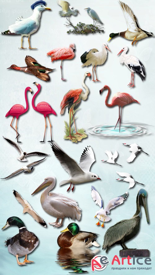 Gulls Storks Herons Flamingo PNG Files