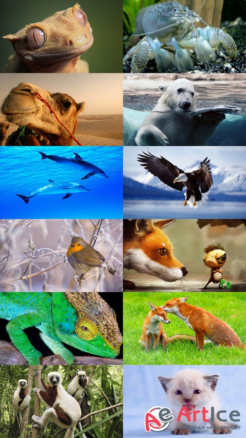 World of Beautiful Animals Wallpapers Set 45
