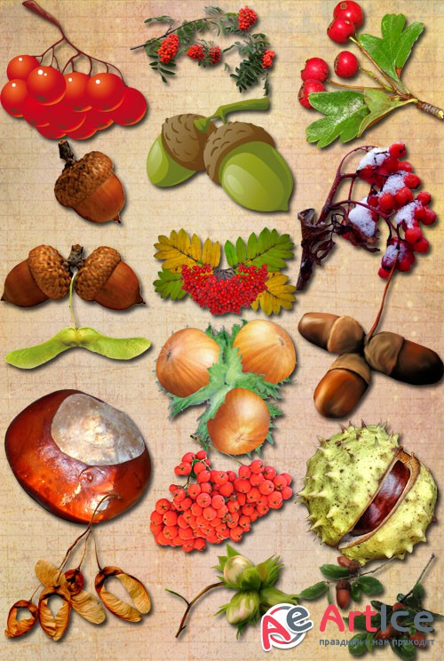 Autumn Fruits PNG Files