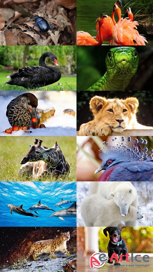 World of Beautiful Animals Wallpapers Set 47