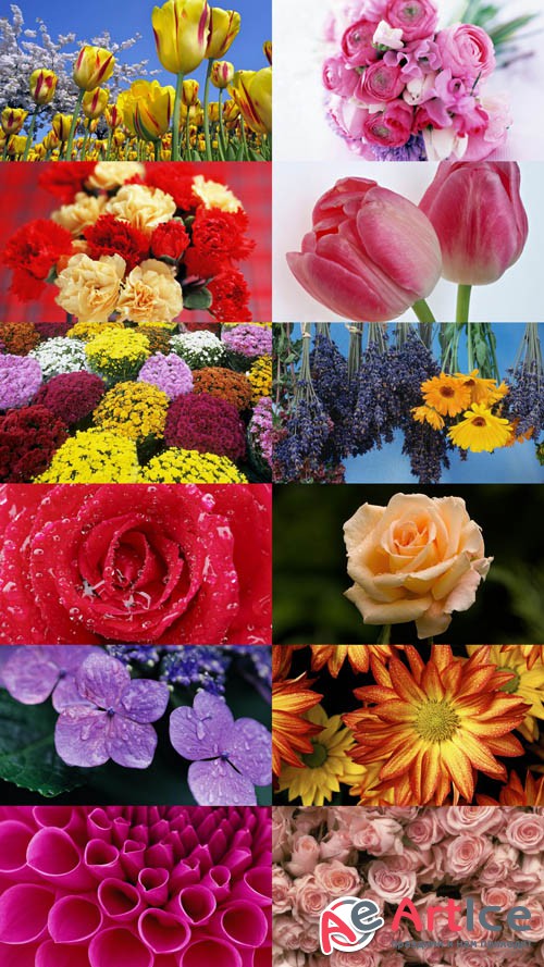 Beautiful Flowers Wallpapers Set 9