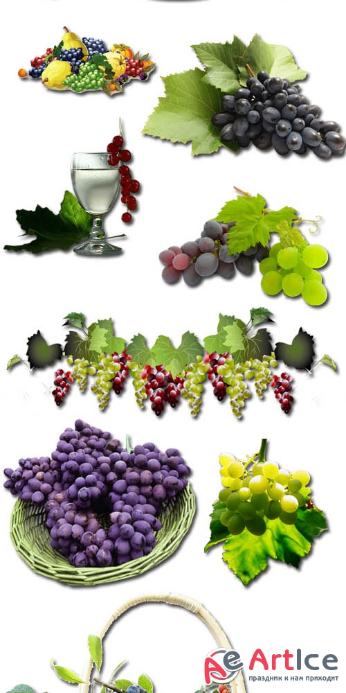 Grapes on a White Background  Files