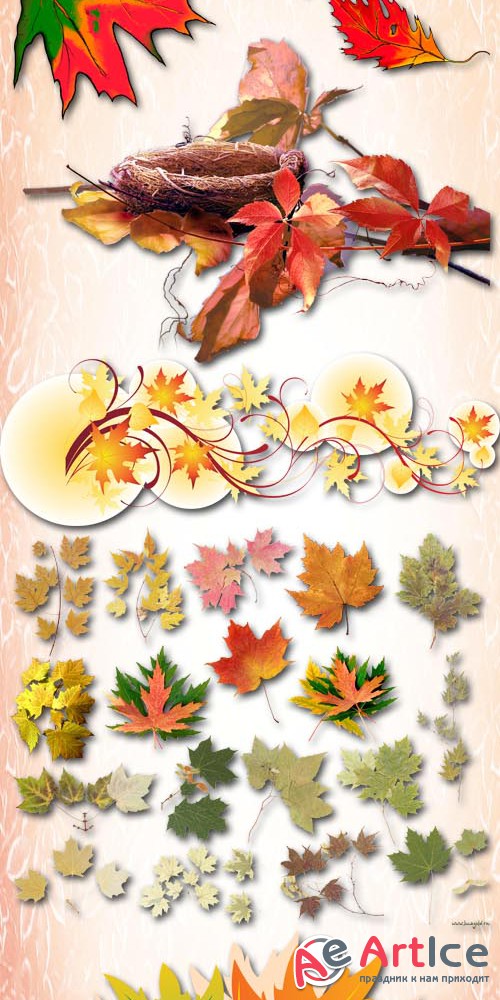 Autumn leaves PNG