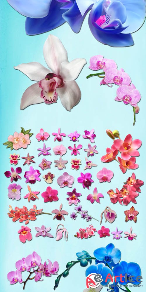 Different Orchids PNG Files