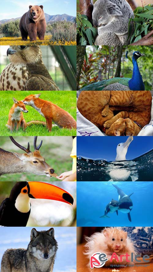 World of Beautiful Animals Wallpapers Set 50