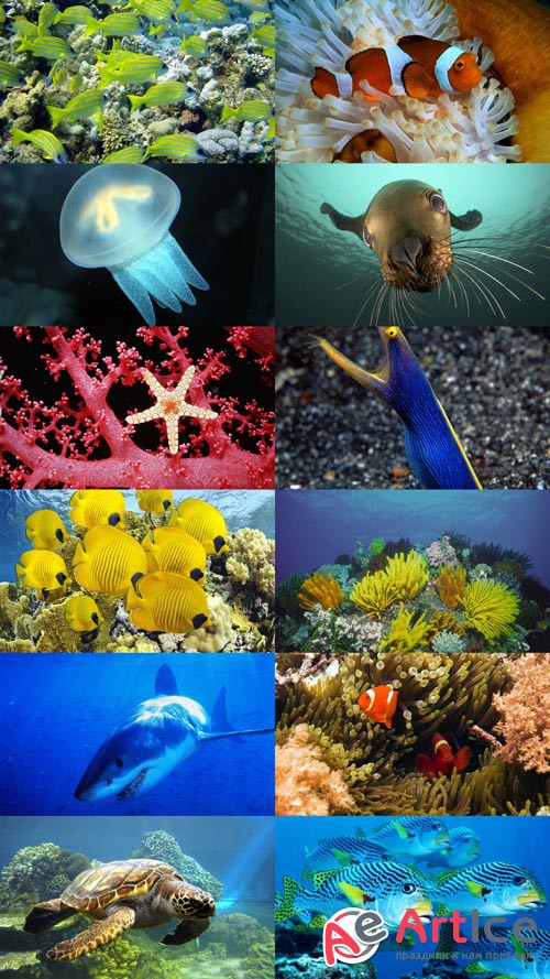 Underwater World Wallpapers Set 1 JPG Files