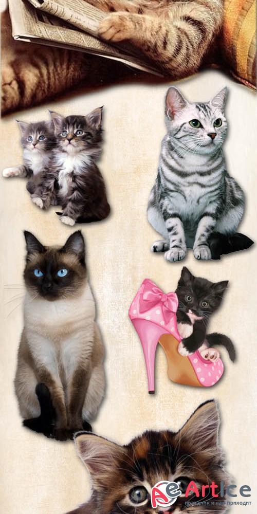 Cats and Kittens PNG