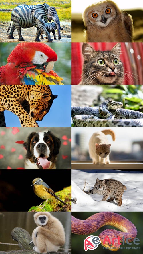 World of Beautiful Animals Wallpapers Set 51