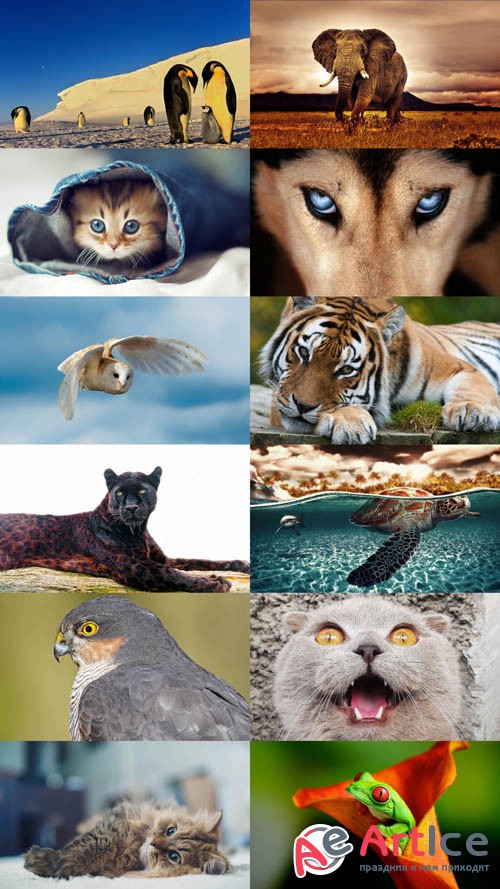World of Beautiful Animals Wallpapers Set 52