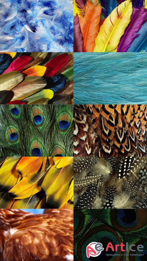 Feathers Textures JPG Files
