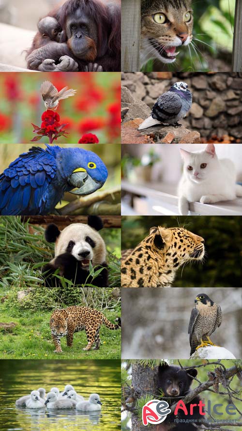 World of Beautiful Animals Wallpapers Set 55