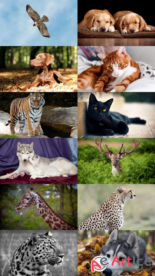 World of Beautiful Animals Wallpapers Set 56