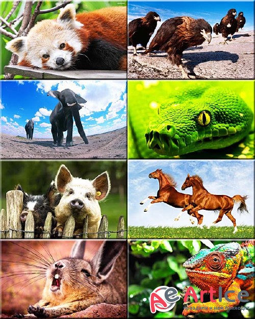 Wallpapers Beautiful Animals #21