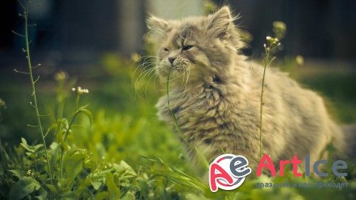 Wallpapers Cats #255