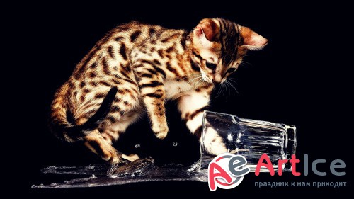 Wallpapers Cats #255