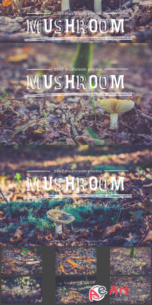Creativemarket Mushroom Pack 100593
