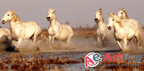 Wallpapers Horses #283